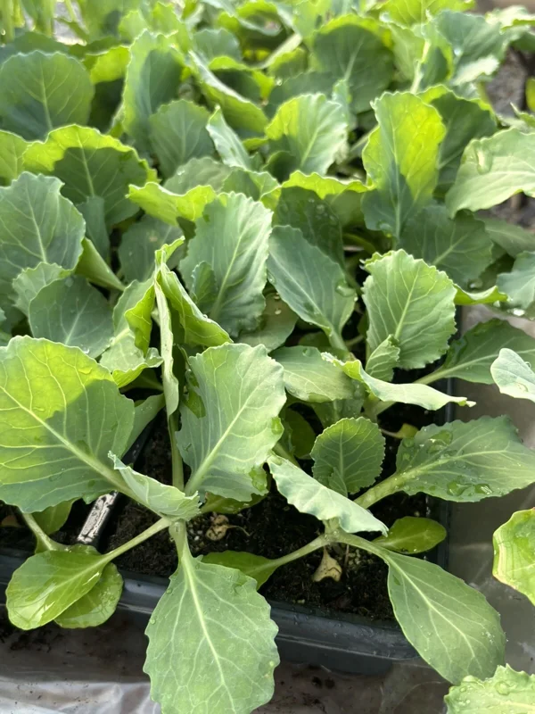 Golden Cross Cabbage Live Plants - Pack of 6, 6 inches Tall, Outdoor Vegetable - Image 1