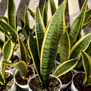 Golden Flame Snake Plant Live Plant – 4 to 6 inches Tall – Indoor Air Purifier - Image 2