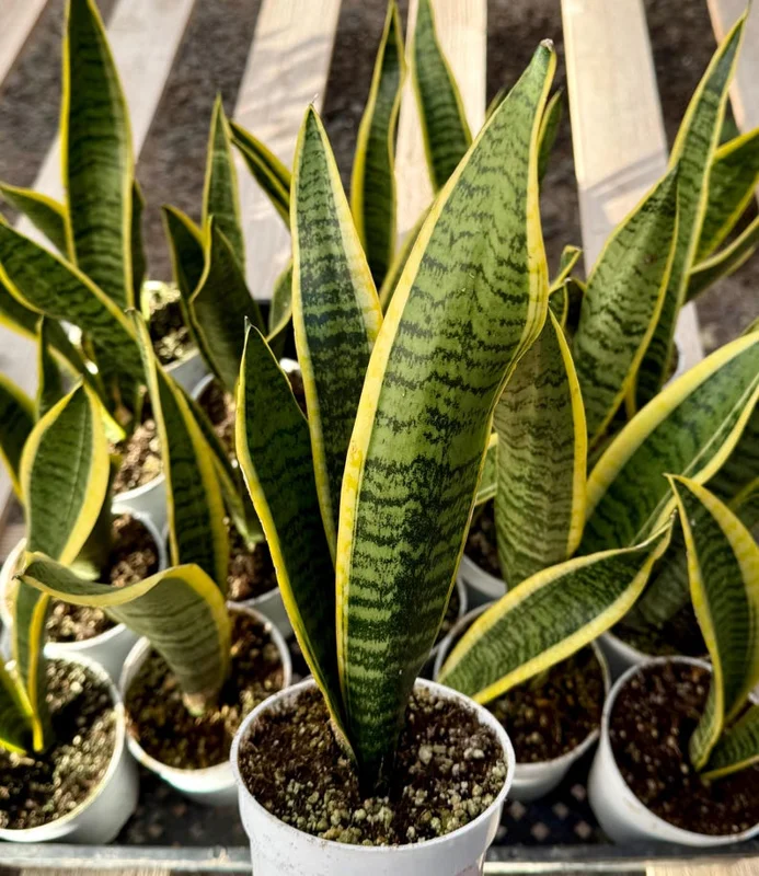 Golden Flame Snake Plant Live Plant – 4 to 6 inches Tall – Indoor Air Purifier - Image 2