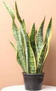 Golden Flame Snake Plant Live Plant – 4 to 6 inches Tall – Indoor Air Purifier - Image 3