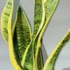 Golden Flame Snake Plant Live Plant – 4 to 6 inches Tall – Indoor Air Purifier - Image 1