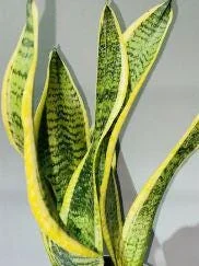 Golden Flame Snake Plant Live Plant – 4 to 6 inches Tall – Indoor Air Purifier - Image 1
