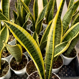 Golden Flame Snake Plant Live Plant – 4 to 6 inches Tall – Indoor Air Purifier - Image 4
