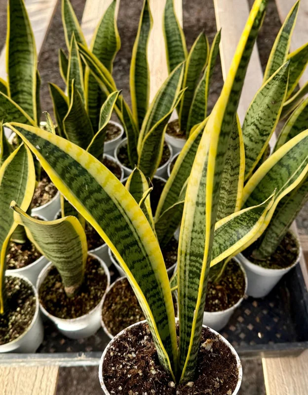 Golden Flame Snake Plant Live Plant – 4 to 6 inches Tall – Indoor Air Purifier - Image 4