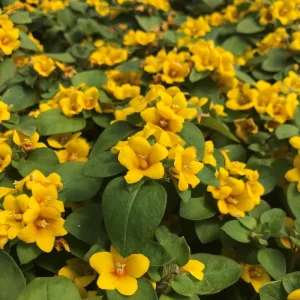Golden Globes Lysimachia Live Plant - Creeping Jenny Loosestrife, 2-Pack, 5-9 inch, Outdoor - Image 4