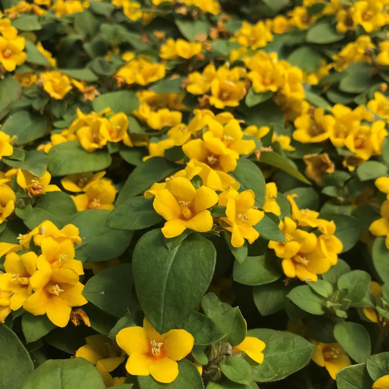 Golden Globes Lysimachia Live Plant - Creeping Jenny Loosestrife, 2-Pack, 5-9 inch, Outdoor - Image 4