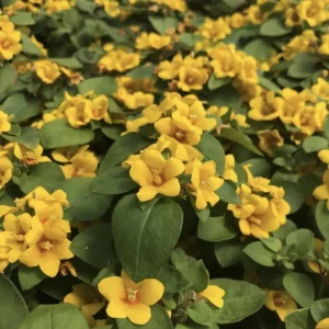 Golden Globes Lysimachia Live Plant - Creeping Jenny Loosestrife, 2-Pack, 5-9 inch, Outdoor - Image 5