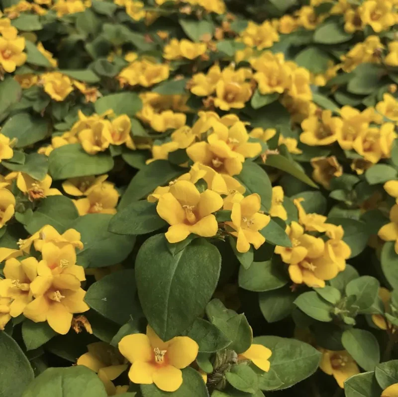 Golden Globes Lysimachia Live Plant - Creeping Jenny Loosestrife, 2-Pack, 5-9 inch, Outdoor - Image 5
