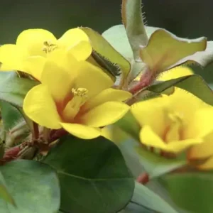 Golden Globes Lysimachia Live Plant - Creeping Jenny Loosestrife, 2-Pack, 5-9 inch, Outdoor - Image 1