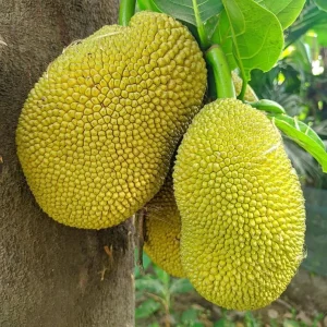 Golden Nugget Jackfruit Live Plant – 12-14 inch, Half Gallon Pot, Tropical Fruit Tree - Image 2