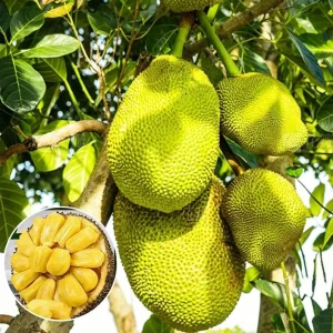 Golden Nugget Jackfruit Live Plant – 12-14 inch, Half Gallon Pot, Tropical Fruit Tree - Image 1