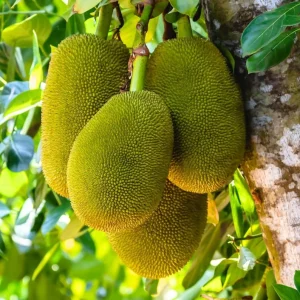 Golden Nugget Jackfruit Live Plant – 2ft Tall – Tropical Fruit Tree - Image 1