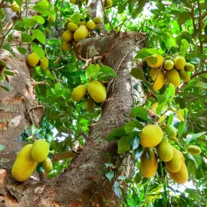 Golden Nugget Jackfruit Tree Live Plant – 14-18in Tall – 1 Gallon Pot - Image 2