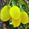 Golden Nugget Jackfruit Tree Live Plant – 14-18in Tall – 1 Gallon Pot - Image 1
