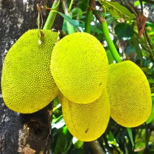 Golden Nugget Jackfruit Tree Live Plant – 14-18in Tall – 1 Gallon Pot - Image 1