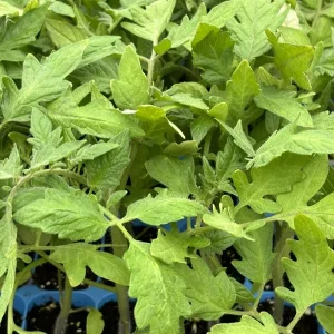 Goliath Tomato Live Plants - 2 Pack, 6-10 inches Tall, 60+ Days Old, Outdoor Vegetable - Image 1