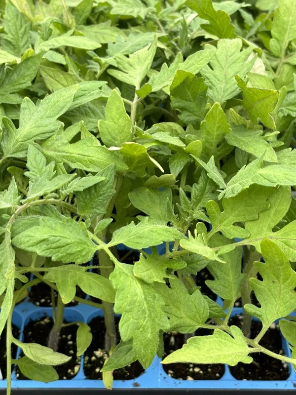 Goliath Tomato Live Plants - 2 Pack, 6-10 inches Tall, 60+ Days Old, Outdoor Vegetable - Image 1