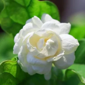 Grand Duke Jasmine Live Plant – Fragrant Shrub – 0.5 Gallon Pot – Outdoor - Image 2