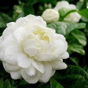Grand Duke Jasmine Live Plant – Fragrant Shrub – 0.5 Gallon Pot – Outdoor - Image 3