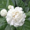 Grand Duke Jasmine Live Plant – Fragrant Shrub – 0.5 Gallon Pot – Outdoor - Image 1