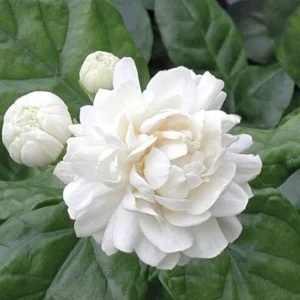 Grand Duke Jasmine Live Plant – Fragrant Shrub – 0.5 Gallon Pot – Outdoor - Image 1