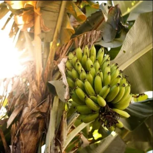 Grand Nain Dwarf Banana Plant - Live Fruit Tree - 4-6 Inch - Indoor/Outdoor Musa - Image 10