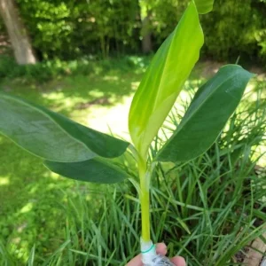 Grand Nain Dwarf Banana Plant - Live Fruit Tree - 4-6 Inch - Indoor/Outdoor Musa - Image 2
