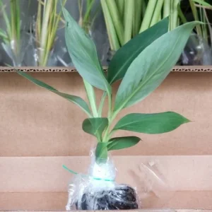 Grand Nain Dwarf Banana Plant - Live Fruit Tree - 4-6 Inch - Indoor/Outdoor Musa - Image 3