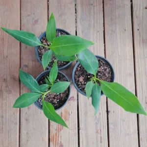 Grand Nain Dwarf Banana Plant - Live Fruit Tree - 4-6 Inch - Indoor/Outdoor Musa - Image 4