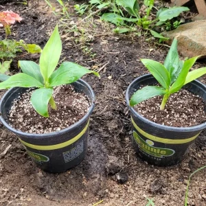 Grand Nain Dwarf Banana Plant - Live Fruit Tree - 4-6 Inch - Indoor/Outdoor Musa - Image 5