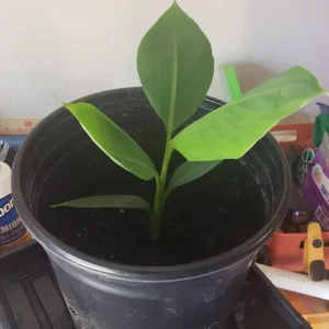 Grand Nain Dwarf Banana Plant - Live Fruit Tree - 4-6 Inch - Indoor/Outdoor Musa - Image 6