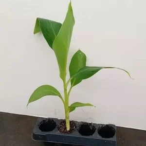 Grand Nain Dwarf Banana Plant - Live Fruit Tree - 4-6 Inch - Indoor/Outdoor Musa - Image 7