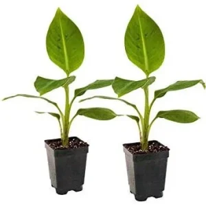 Grand Nain Dwarf Banana Plant - Live Fruit Tree - 4-6 Inch - Indoor/Outdoor Musa - Image 8