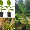 Grand Nain Dwarf Banana Plant - Live Fruit Tree - 4-6 Inch - Indoor/Outdoor Musa - Image 1