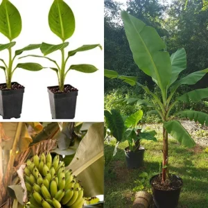 Grand Nain Dwarf Banana Plant - Live Fruit Tree - 4-6 Inch - Indoor/Outdoor Musa - Image 1