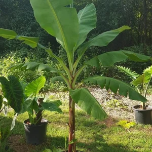 Grand Nain Dwarf Banana Plant - Live Fruit Tree - 4-6 Inch - Indoor/Outdoor Musa - Image 9