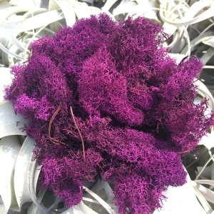 Grape Cranberry Purple Reindeer Moss - 2 OZ Bag Terrarium Decor - Image 1