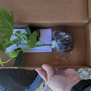 Green Ischia Fig Tree Live Plant - 5-9