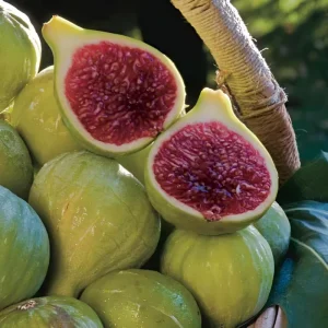 Green Ischia Fig Tree Live Plant - 5-9