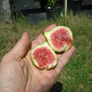 Green Ischia Fig Tree Live Plant - 5-9