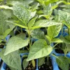 Green Jalapeno Live Plants - Lot of 3 Hot Pepper Plants for Garden - Image 1