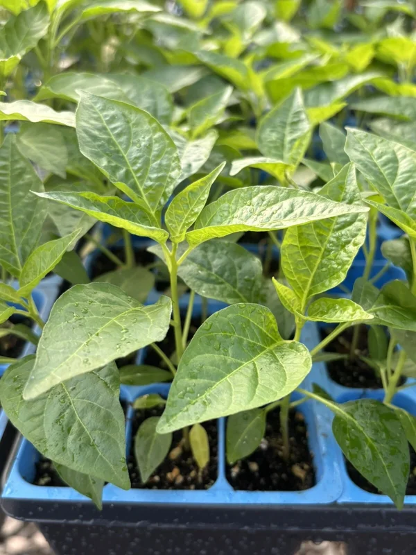 Green Jalapeno Live Plants - Lot of 3 Hot Pepper Plants for Garden - Image 1