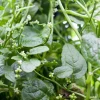 Green Malabar Spinach Live Plant – Pack of 2 Vines, 5-9 Inches Tall – Basella Alba – Edible Climbing Vegetable - Image 1