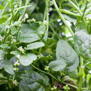 Green Malabar Spinach Live Plant – Pack of 2 Vines, 5-9 Inches Tall – Basella Alba – Edible Climbing Vegetable - Image 1