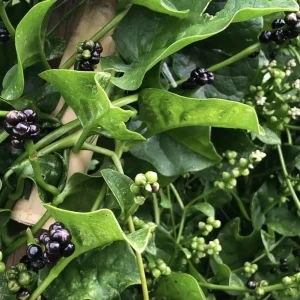 Green Malabar Spinach Live Plant – Pack of 2 Vines, 5-9 Inches Tall – Basella Alba – Edible Climbing Vegetable - Image 2