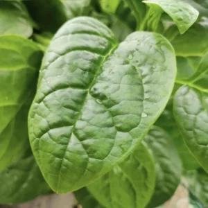Green Malabar Spinach Live Plant – Pack of 2 Vines, 5-9 Inches Tall – Basella Alba – Edible Climbing Vegetable - Image 3