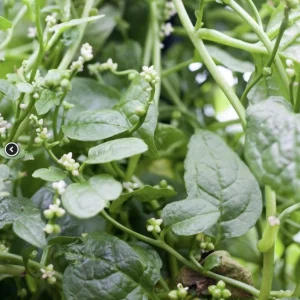 Green Malabar Spinach Live Plant – Pack of 2 Vines, 5-9 Inches Tall – Basella Alba – Edible Climbing Vegetable - Image 4