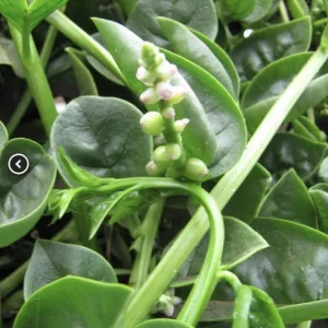 Green Malabar Spinach Live Plant – Pack of 2 Vines, 5-9 Inches Tall – Basella Alba – Edible Climbing Vegetable - Image 5