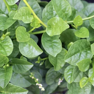 Green Malabar Spinach Live Plant – Pack of 2 Vines, 5-9 Inches Tall – Basella Alba – Edible Climbing Vegetable - Image 6