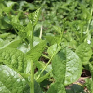 Green Malabar Spinach Live Plant – Pack of 2 Vines, 5-9 Inches Tall – Basella Alba – Edible Climbing Vegetable - Image 7